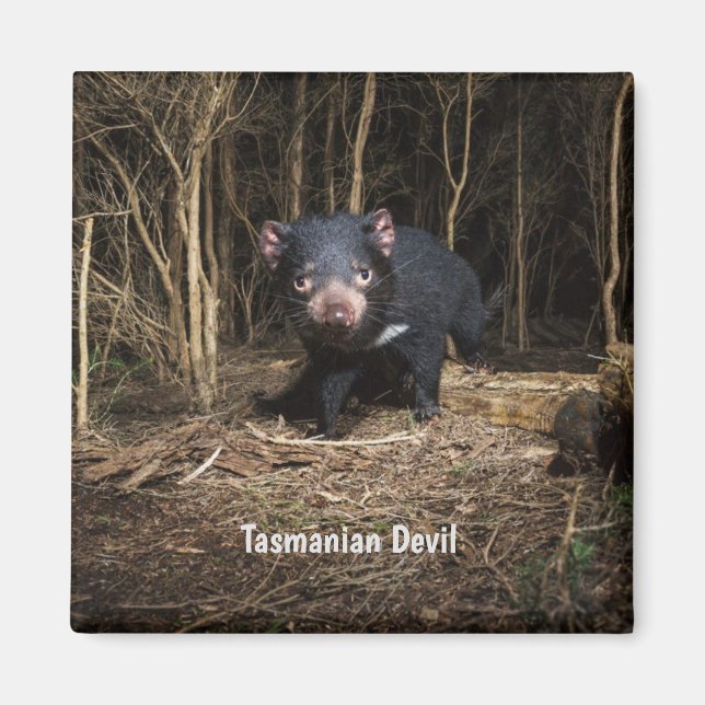 Aimant Le diable de Tasmanie en Australie (Devant)