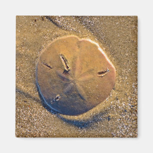 Aimant Le dollar de sable a indiqué sur la plage   Hilto