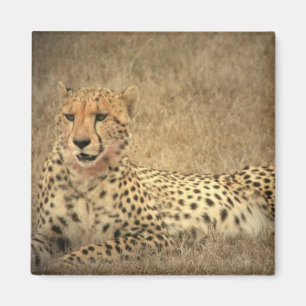 Aimant Le guépard repère l'aimant