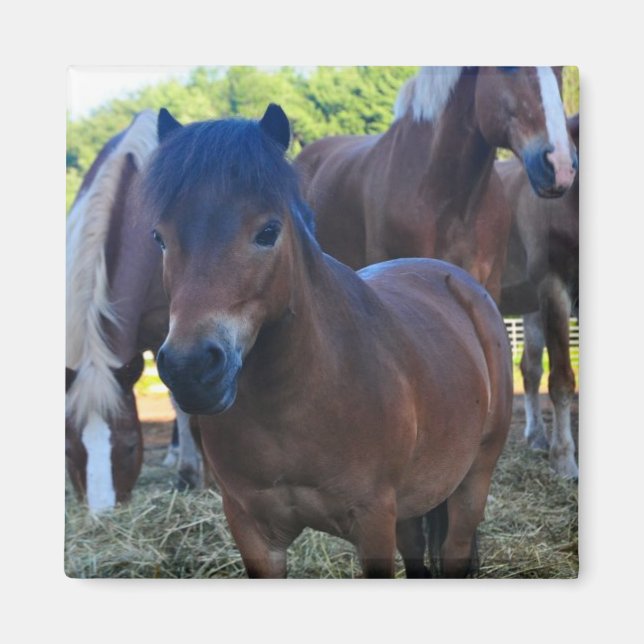 Aimant Le Herdmaster Maganet (Devant)