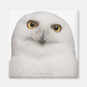 Aimant Le hibou masculin de Milou (scandiacus de Bubo)