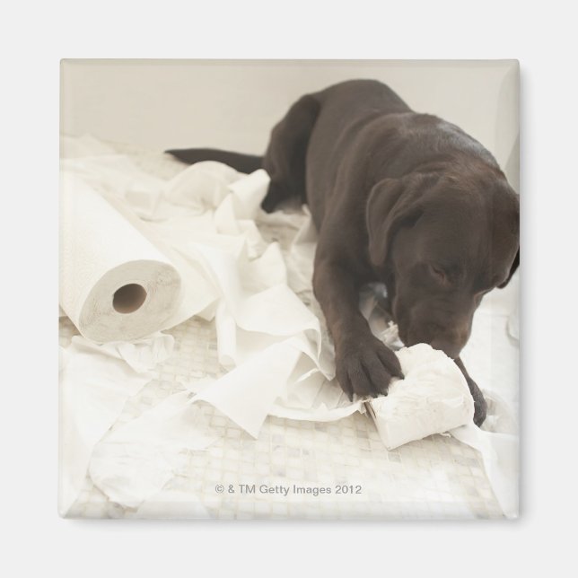 Aimant Le labrador brun chocolat. (Devant)