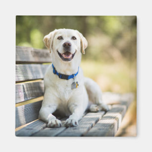 Aimant Le Labrador Jaune Est Sur Le Banc