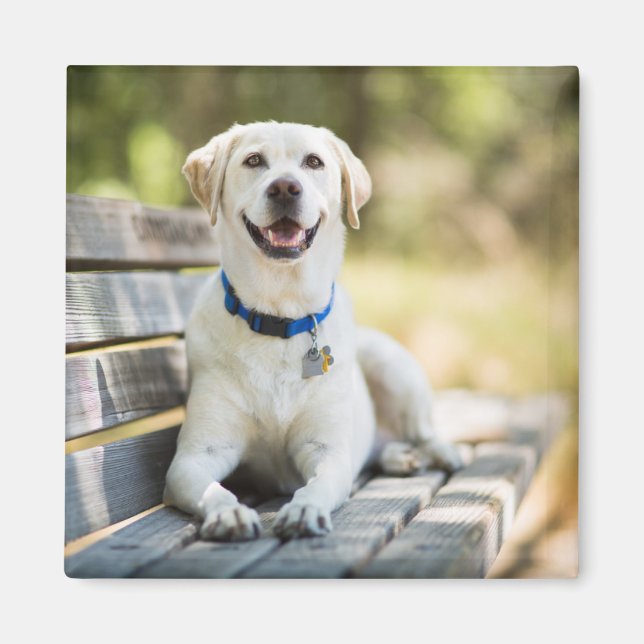 Aimant Le Labrador Jaune Pose Sur Le Banc (Devant)