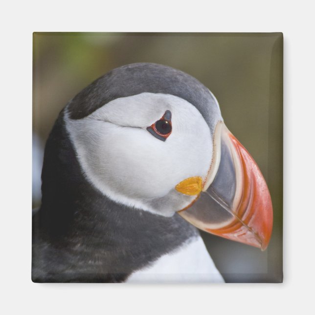 Aimant Le Macareux atlantique, un oiseau de mer pélagique (Devant)