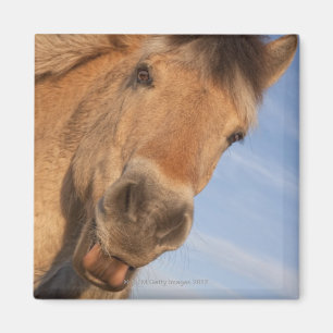 Aimant Le Northumberland, Angleterre 2