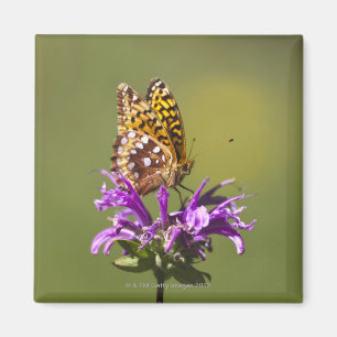 Aimant le Nouveau Mexique, Etats-Unis d'Amérique