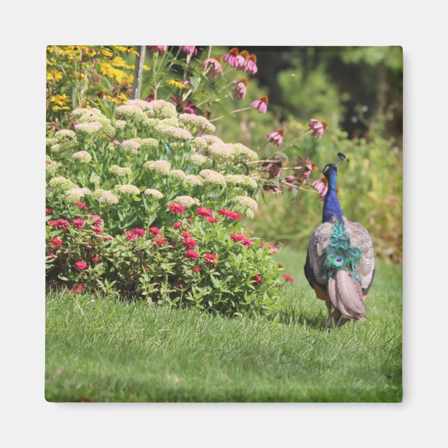 Aimant Le paon dans l'aimant Jardin (Devant)