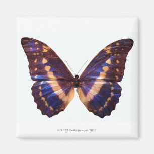 Aimant Le papillon avec des ailes a écarté 3