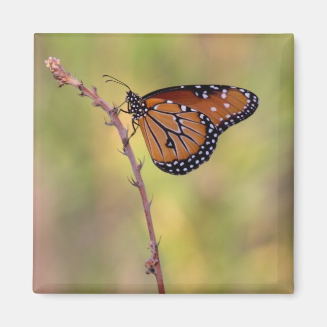 Aimant Le papillon de la reine lézarde lumière (Devant)