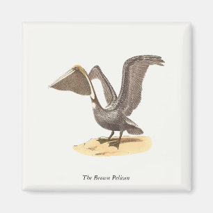 Aimant Le pélican Brown (Pelecanus occidentalis) NY Bird
