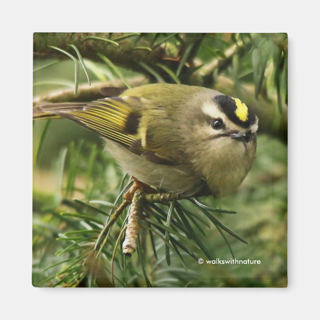 Aimant Le petit petit Kinglet mignon provoque un remue-mé (Devant)