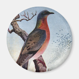 Aimant Le pigeon voyageur