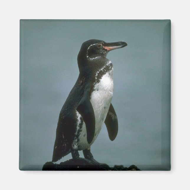 Aimant Le Pingouin Des Galapagos Sur La Roche De Lava (Devant)