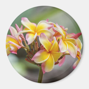 Aimant Le Plumeria rose jaune d'Hawaï fleurit l'aimant