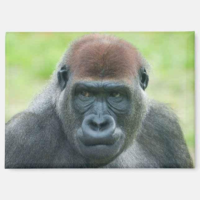 Aimant Le portrait détaillé de Gorilla Aybo (Recto)