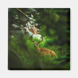 Aimant Le Prince Forêt