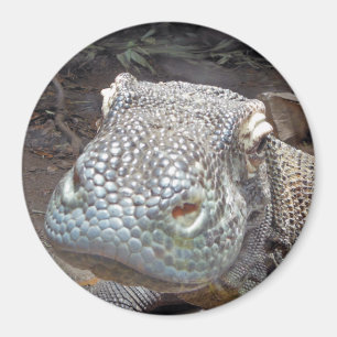Aimant Le regard de Komodo