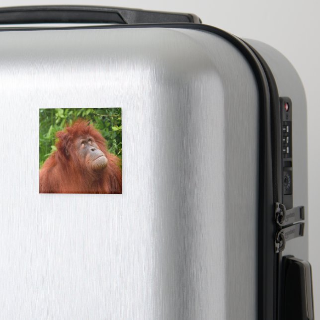 Aimant Le regard réfléchi d'Orangoutan (In Situ (Bagages))