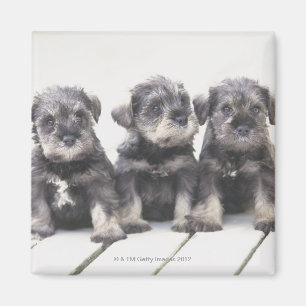 Aimant Le Schnauzer miniature est une race de petit chien