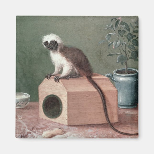 Aimant Le singe favori de Carl Linnaeus (Devant)