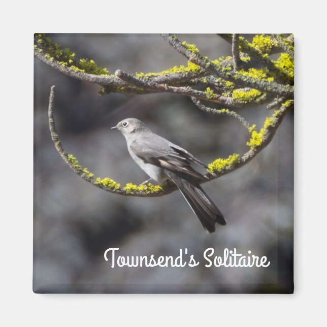 Aimant Le Solitaire de Townsend (Devant)