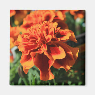 Aimant Le souci orange fleurit l'aimant