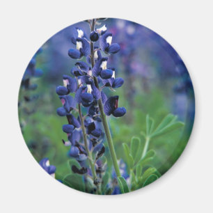 Aimant Le Texas Bluebonnet-2-Best