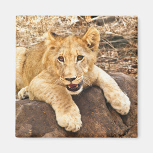 Aimant Le tigre CUB prend le reniflard sur une roche