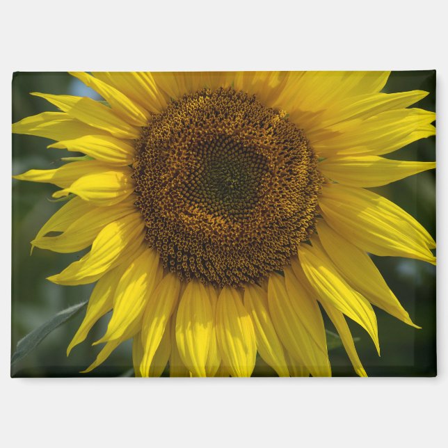 Aimant - Le Tournesol Jaune  (Recto)