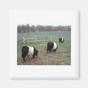 Aimant Le troupeau de vaches de Beltie le long d'un senti