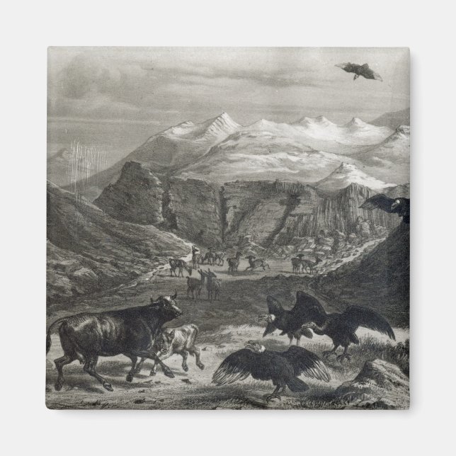 Aimant Le veau attaqué par les Condors (Devant)