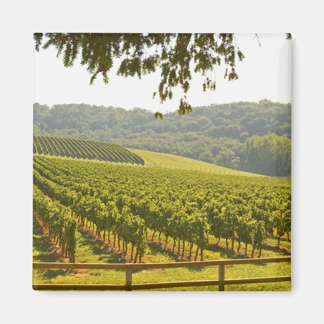 Aimant Le vignoble et une vallée avec une forêt - (Devant)