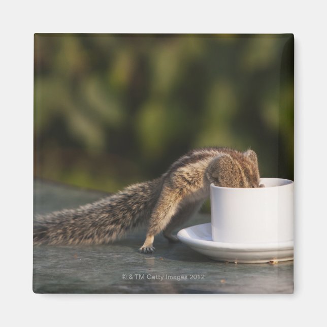 Aimant L'écureuil boit dans une tasse à café à l'Indien (Devant)
