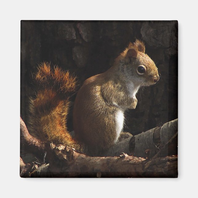 Aimant L'écureuil dans une patte de soleil (Devant)