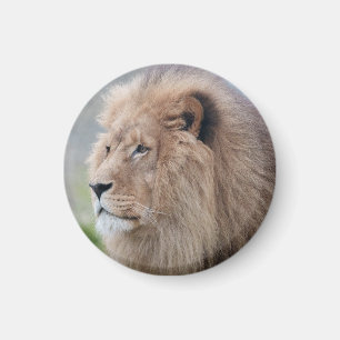 Aimant L'Embrace du lion