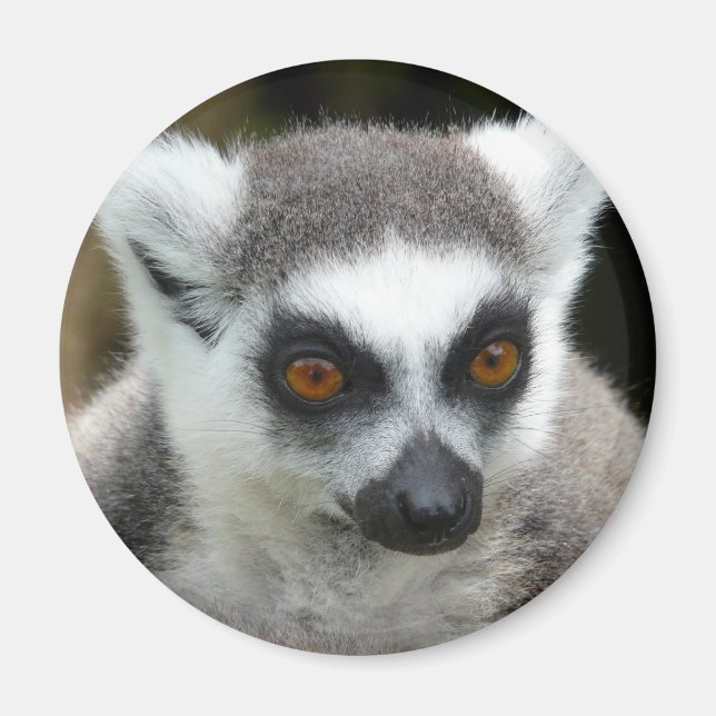 Aimant Lemur (Devant)