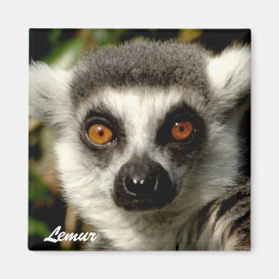 Aimant Lemur1