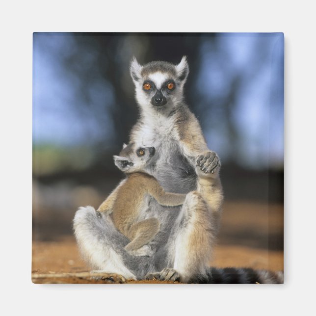 Aimant Lémur catta, (Lemur catta), Mère et (Devant)