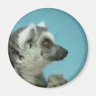 Aimant Lemur Classic