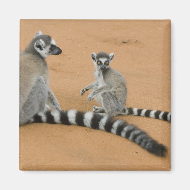 Aimant Lémuriens à queue annelée, (Lemur catta), Berenty (Devant)