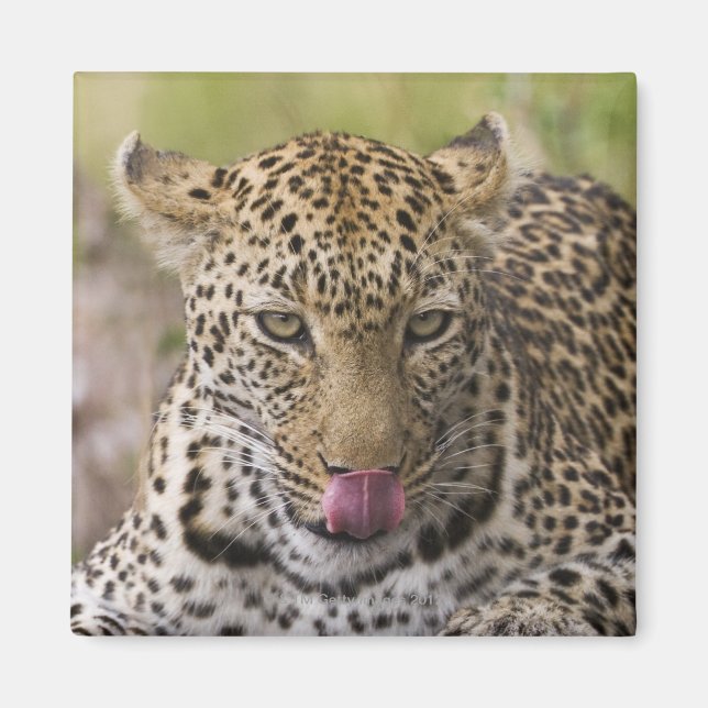 Aimant Leopard (Devant)