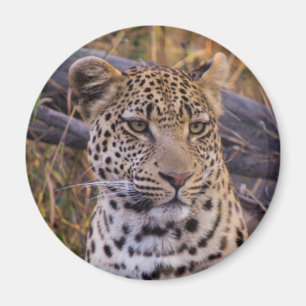 Aimant Léopard assis, Botswana, Afrique