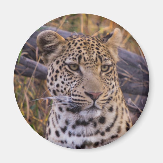 Aimant Léopard assis, Botswana, Afrique (Devant)