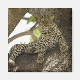 Aimant Léopard d'Afrique, Panthera pardus