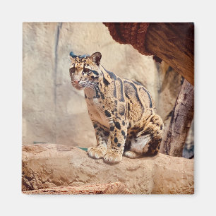 Aimant léopard nébuleux image nature faune exotique