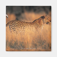 Leopard (Panthera pardus)