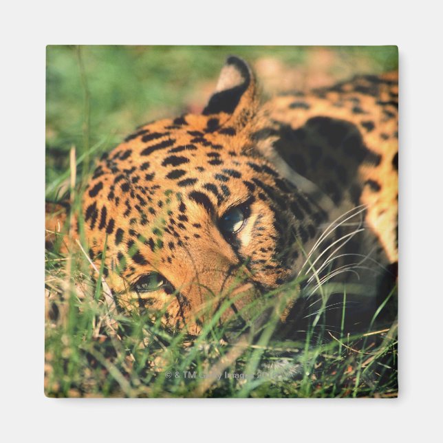 Aimant Leopard reposant dans l'herbe (Devant)