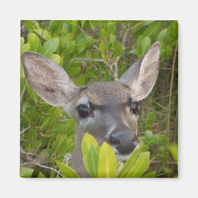 Aimant Les amateurs de cerfs idées cadeaux (Devant)