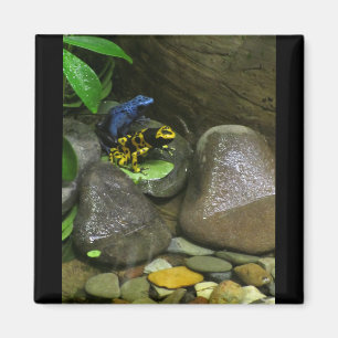Aimant Les amis de la grenouille